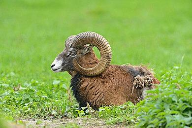 Steam促销活动“SEGA YEAR OF THE SNAKE SALE”开跑